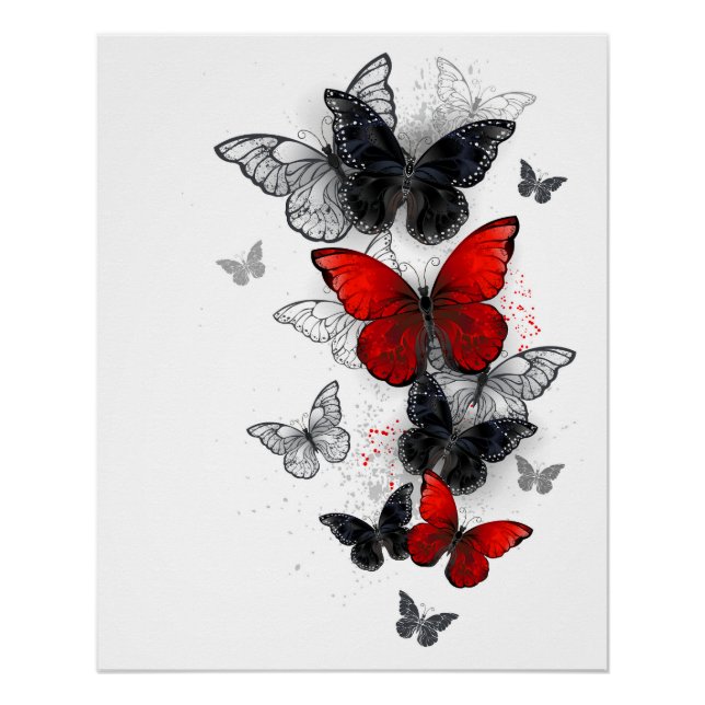 Póster Mariposas Morpho voladoras negras y rojas (Anverso)