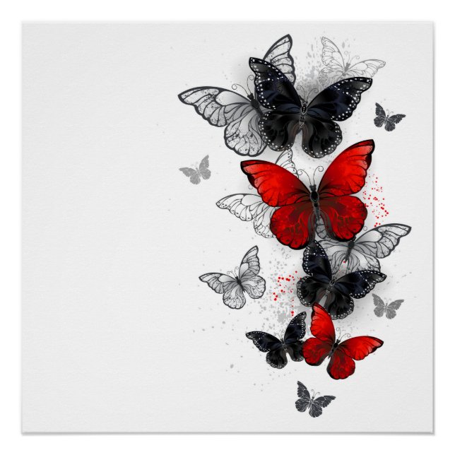 Póster Mariposas Morpho voladoras negras y rojas (Anverso)
