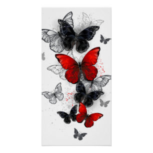 Póster Mariposas Morpho voladoras negras y rojas