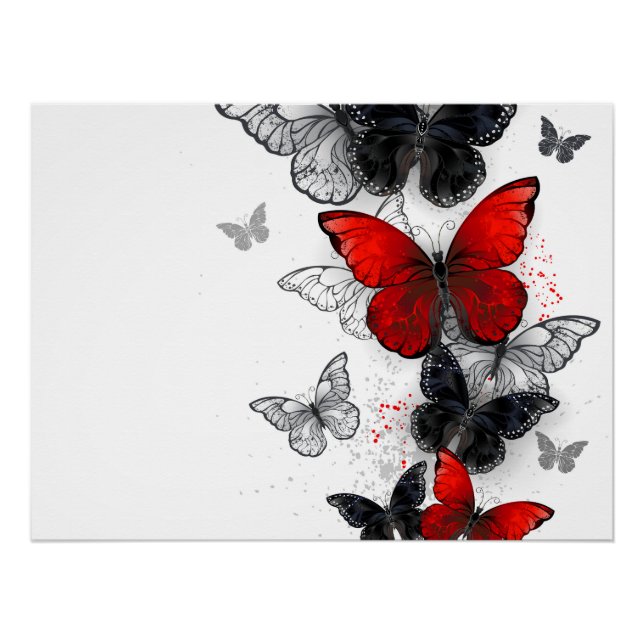 Póster Mariposas Morpho voladoras negras y rojas (Anverso)