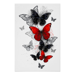 Póster Mariposas Morpho voladoras negras y rojas