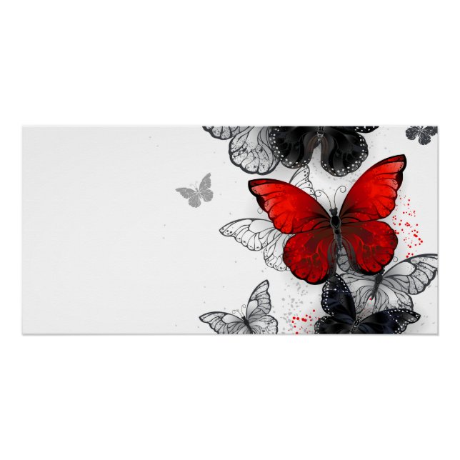 Póster Mariposas Morpho voladoras negras y rojas (Anverso)