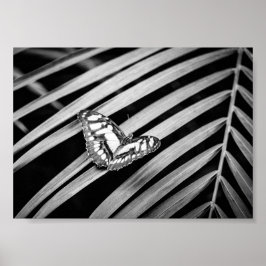 Póster Mariposas Naturaleza Insectos Blanco y Negro