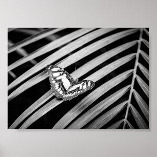 Póster Mariposas Naturaleza Insectos Blanco y Negro