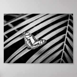 Póster Mariposas Naturaleza Insectos Blanco y Negro