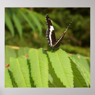 Póster Mariposas Negras Blancas Mariposas