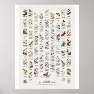 Póster Mariposas nocturnas - Biblioteca del Naturalista
