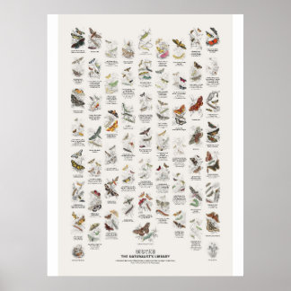 Póster Mariposas nocturnas - Biblioteca del Naturalista