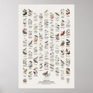 Póster Mariposas nocturnas - Biblioteca del Naturalista