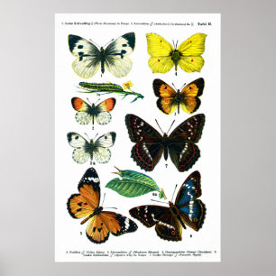 Póster Mariposas Plate II Poster de 24" x 36"