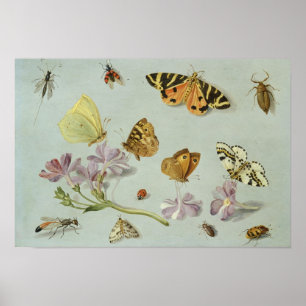 Póster Mariposas, polillas y otros insectos