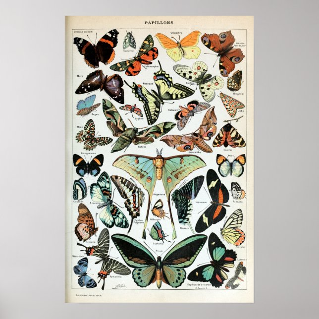 Póster Mariposas vintage del mundo (Frente)