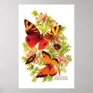 Póster Mariposas y escarabajos