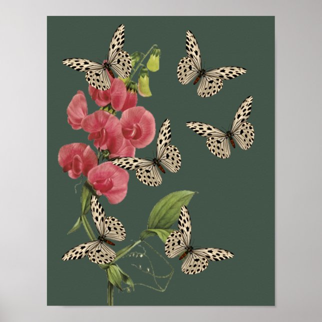 Póster Mariposas Y Flor De Pea Dulce (Frente)