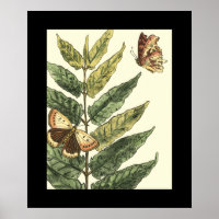 Mariposas y hojas con marco negro