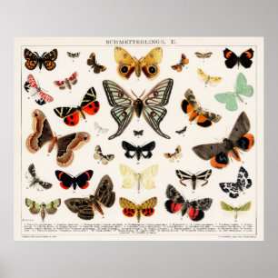 Póster Mariposas y mariposas