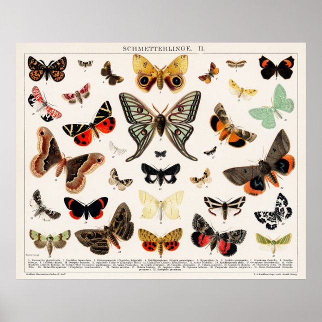 Póster Mariposas y mariposas (Frente)