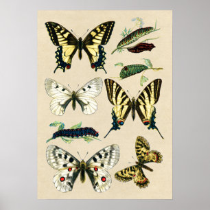 Póster Mariposas y orugas