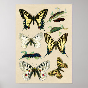 Póster Mariposas y orugas de Swallowtail