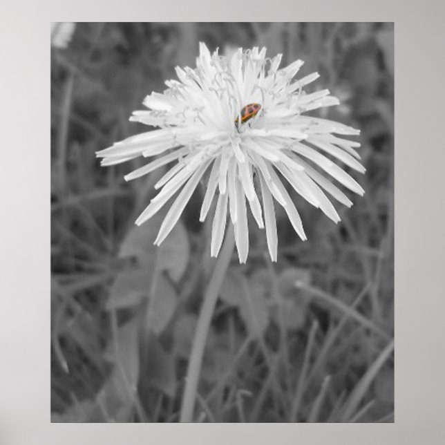 Póster Mariquita (Frente)