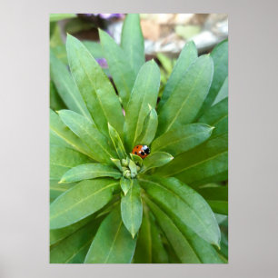 Póster Mariquita en Flores