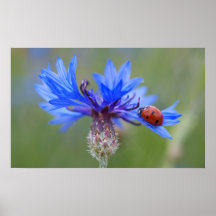 Mariquita en una acerola azul