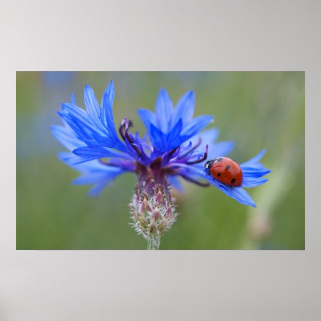 Póster Mariquita en una acerola azul (Frente)