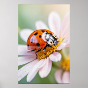 Póster Mariquita Naturaleza Colorido Vida Silvestre Seren