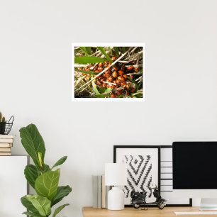 Póster Mariquitas (Coccinellidae)