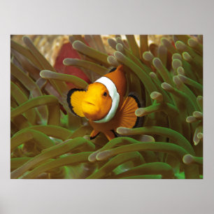 Póster Marisco con anémona verde. Coralef Raja Ampat
