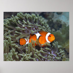 Póster Marisco de Koh Lipe