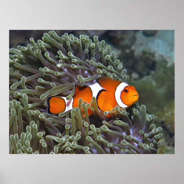 Póster Marisco de Koh Lipe (Frente)