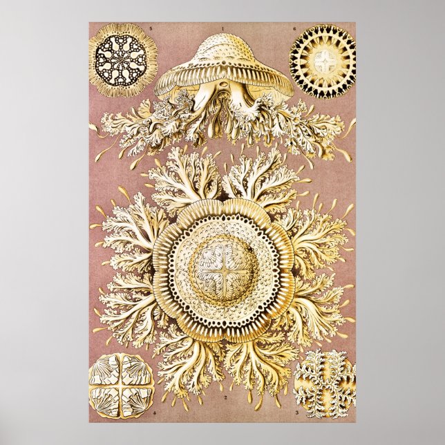 Póster Marisco, Discomedusae de Ernst Haeckel (Frente)