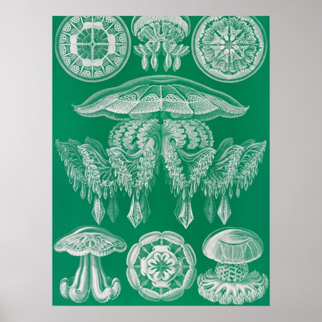 Póster Marisco, Discomedusae de Ernst Haeckel (Frente)
