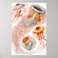 Marisco, Discomedusae de Ernst Haeckel
