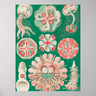 Póster Marisco, Discomedusae de Ernst Haeckel