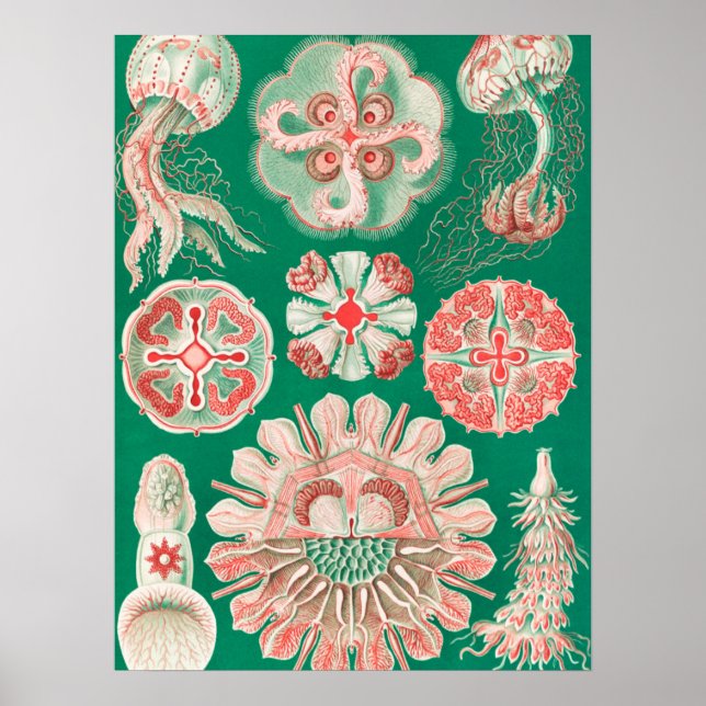 Póster Marisco, Discomedusae de Ernst Haeckel (Frente)