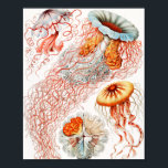 Póster Marisco, Discomedusae de Ernst Haeckel<br><div class="desc">Jellyfish,  Discomedusae Scheibenquallen,  por Ernst Haeckel Poster</div>