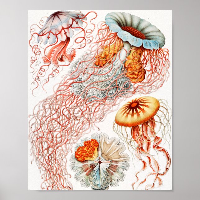 Póster Marisco, Discomedusae de Ernst Haeckel (Frente)