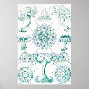 Póster Marisco, Discomedusae de Ernst Haeckel