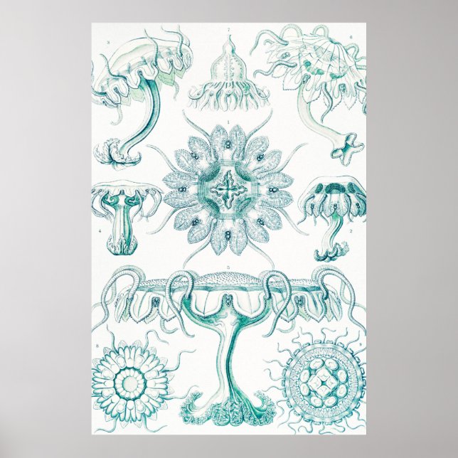 Póster Marisco, Discomedusae de Ernst Haeckel (Frente)