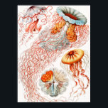 Póster Marisco, Discomedusae de Ernst Haeckel<br><div class="desc">Jellyfish,  Discomedusae Scheibenquallen,  por Ernst Haeckel Poster</div>