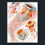 Póster Marisco, Discomedusae de Ernst Haeckel<br><div class="desc">Jellyfish,  Discomedusae Scheibenquallen,  por Ernst Haeckel Poster</div>