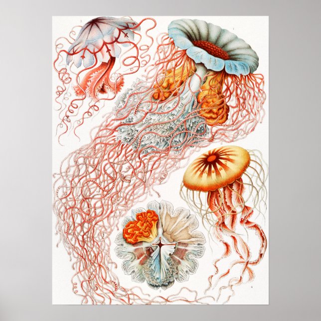 Póster Marisco, Discomedusae de Ernst Haeckel (Frente)