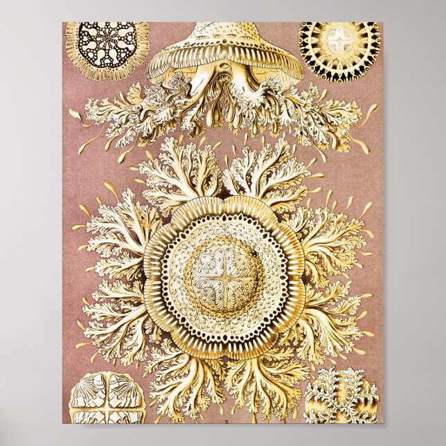 Póster Marisco, Discomedusae de Ernst Haeckel (Frente)