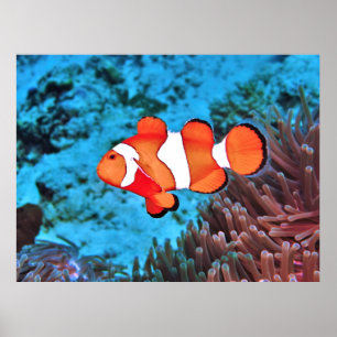 Póster Marisco en el arrecife