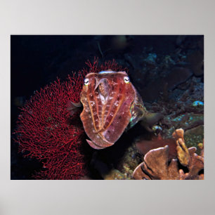 Póster Marisco en Gilis