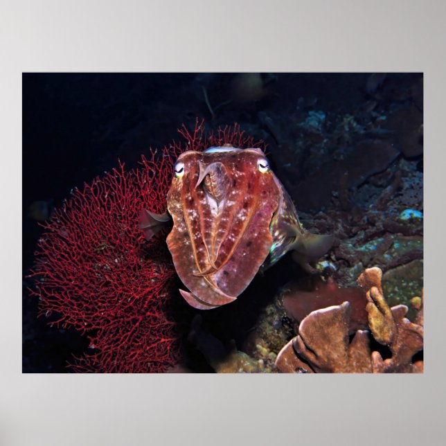 Póster Marisco en Gilis (Frente)