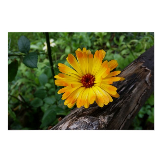 Póster mariscos en el bosque (Anverso)