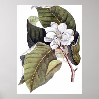 Póster Mark Catesby: Botánica de la Antigüedad de la Magn